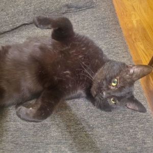 Franklin is a big friendly laid-back guy He loves to be pet hang out on the couch and lounge in