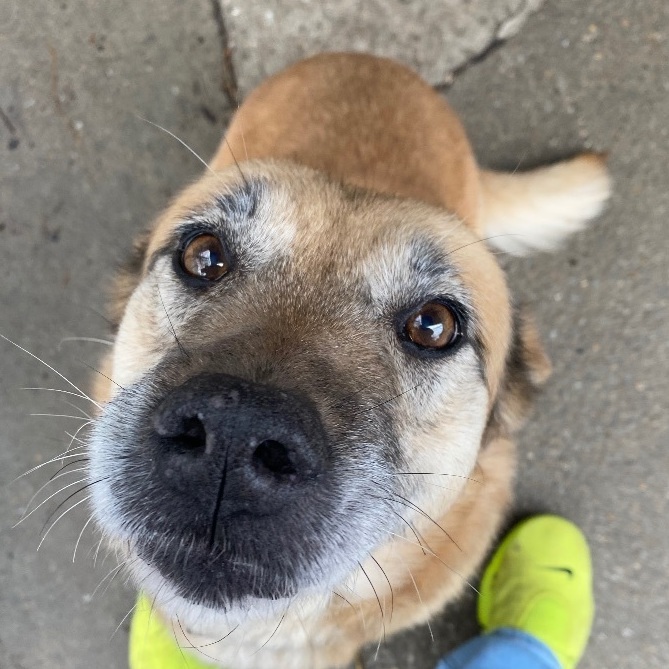 Chow chow outlet petfinder