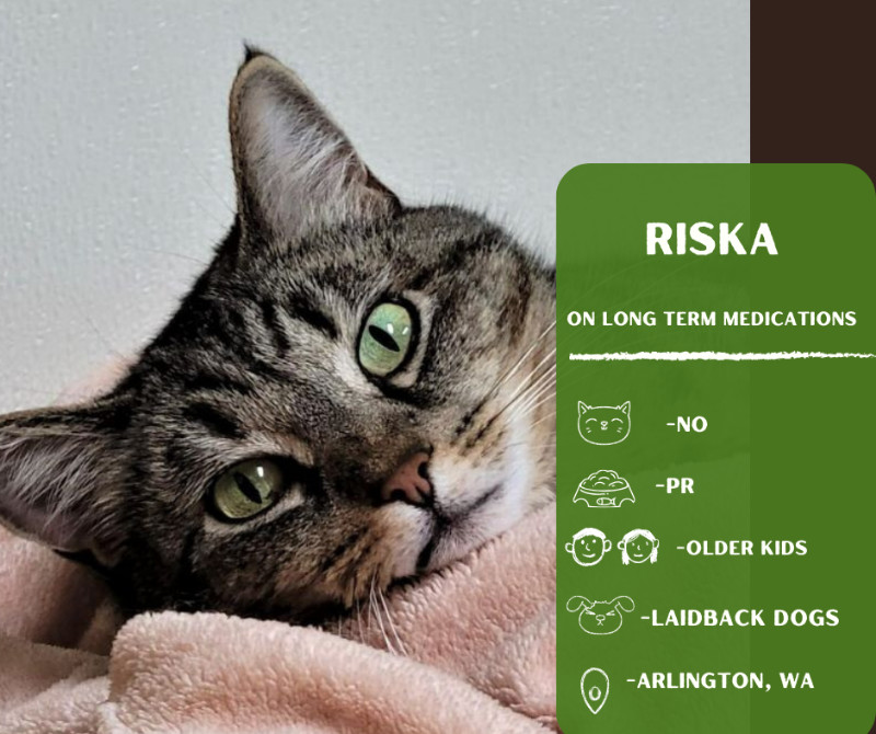 Riska, an adoptable Domestic Short Hair in Arlington, WA, 98223 | Photo Image 1