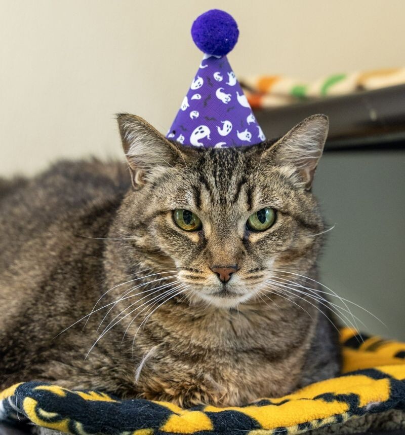 Riska, an adoptable Domestic Short Hair in Arlington, WA, 98223 | Photo Image 1