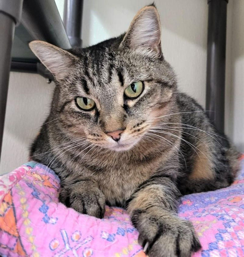 Riska, an adoptable Domestic Short Hair in Arlington, WA, 98223 | Photo Image 1