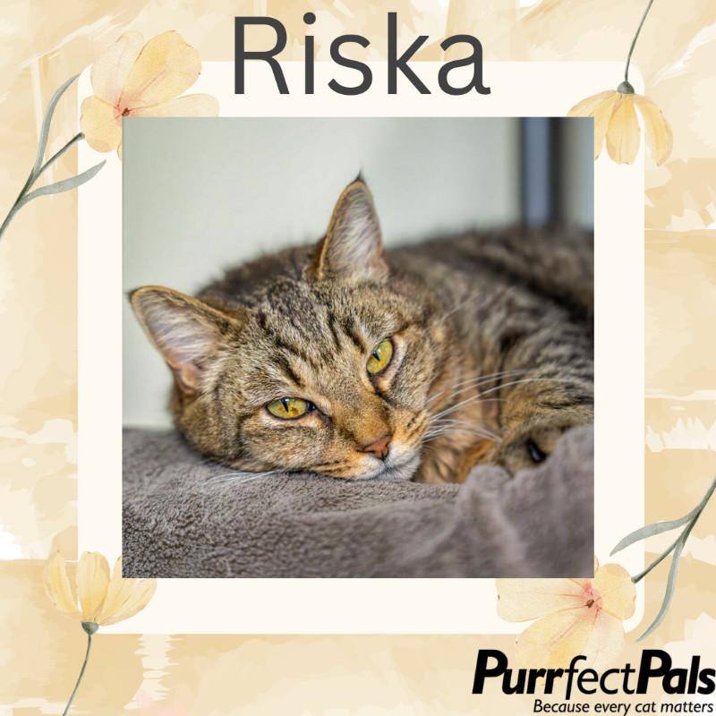 Riska, an adoptable Domestic Short Hair in Arlington, WA, 98223 | Photo Image 1