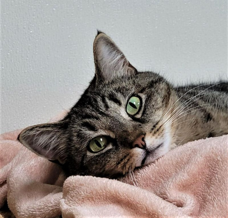 Riska, an adoptable Domestic Short Hair in Arlington, WA, 98223 | Photo Image 2