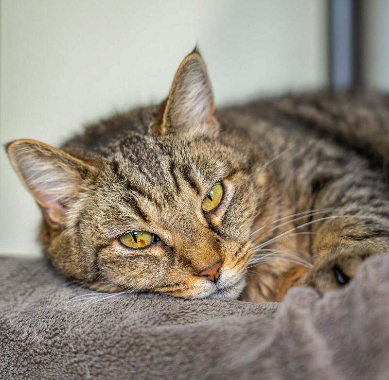 Riska, an adoptable Domestic Short Hair in Arlington, WA, 98223 | Photo Image 2