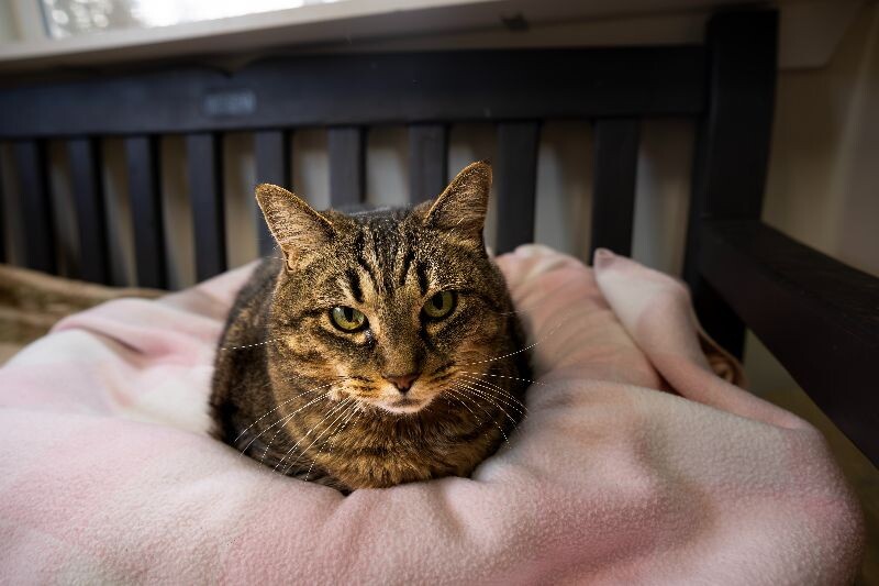 Riska, an adoptable Domestic Short Hair in Arlington, WA, 98223 | Photo Image 3