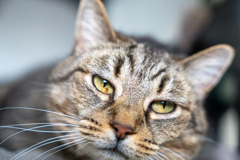 Riska, an adoptable Domestic Short Hair in Arlington, WA, 98223 | Photo Image 3