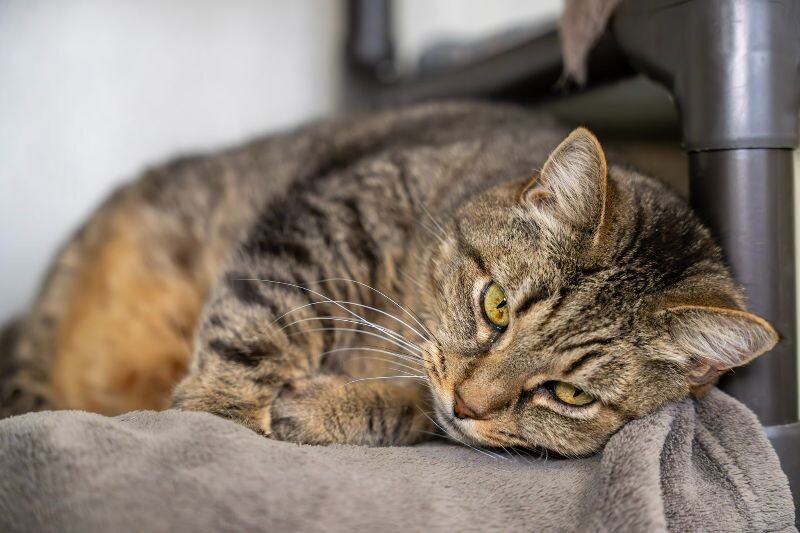 Riska, an adoptable Domestic Short Hair in Arlington, WA, 98223 | Photo Image 4