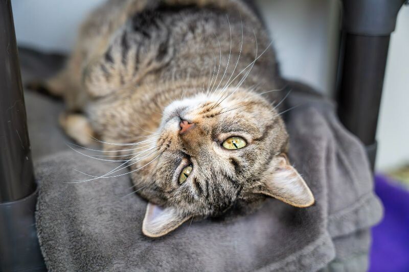 Riska, an adoptable Domestic Short Hair in Arlington, WA, 98223 | Photo Image 4