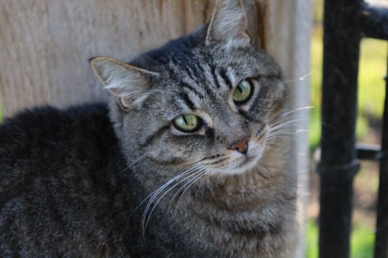 Riska, an adoptable Domestic Short Hair in Arlington, WA, 98223 | Photo Image 6