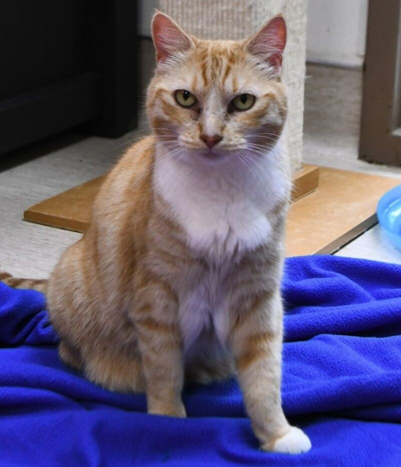 Clawdia, an adoptable Domestic Short Hair in Arlington, WA, 98223 | Photo Image 1