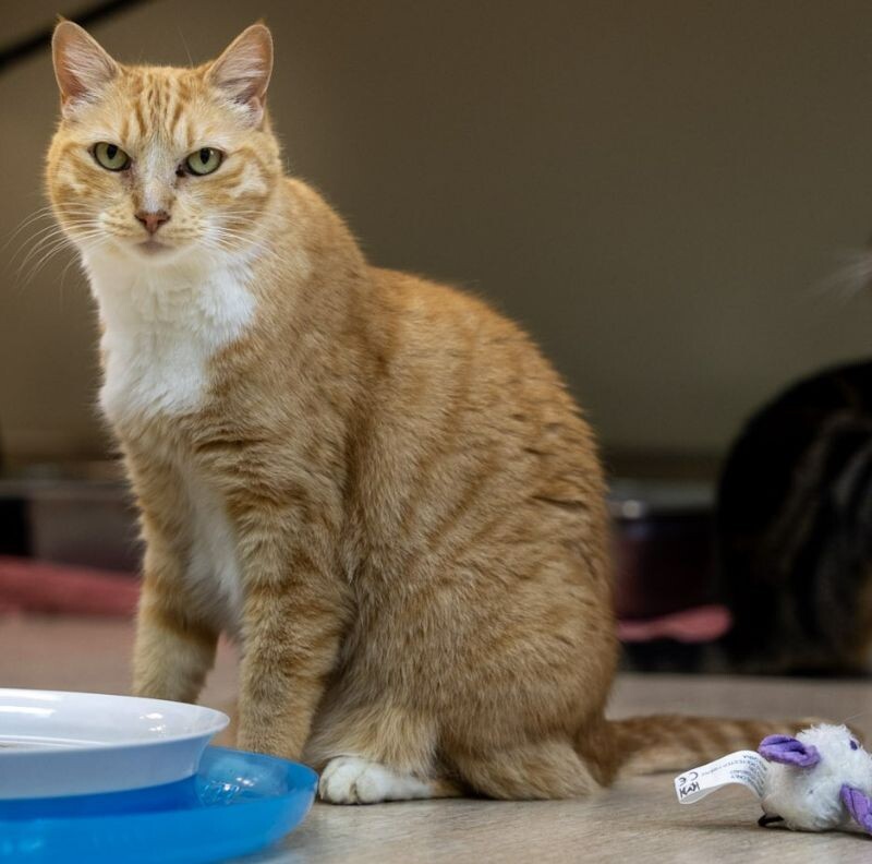 Clawdia, an adoptable Domestic Short Hair in Arlington, WA, 98223 | Photo Image 1