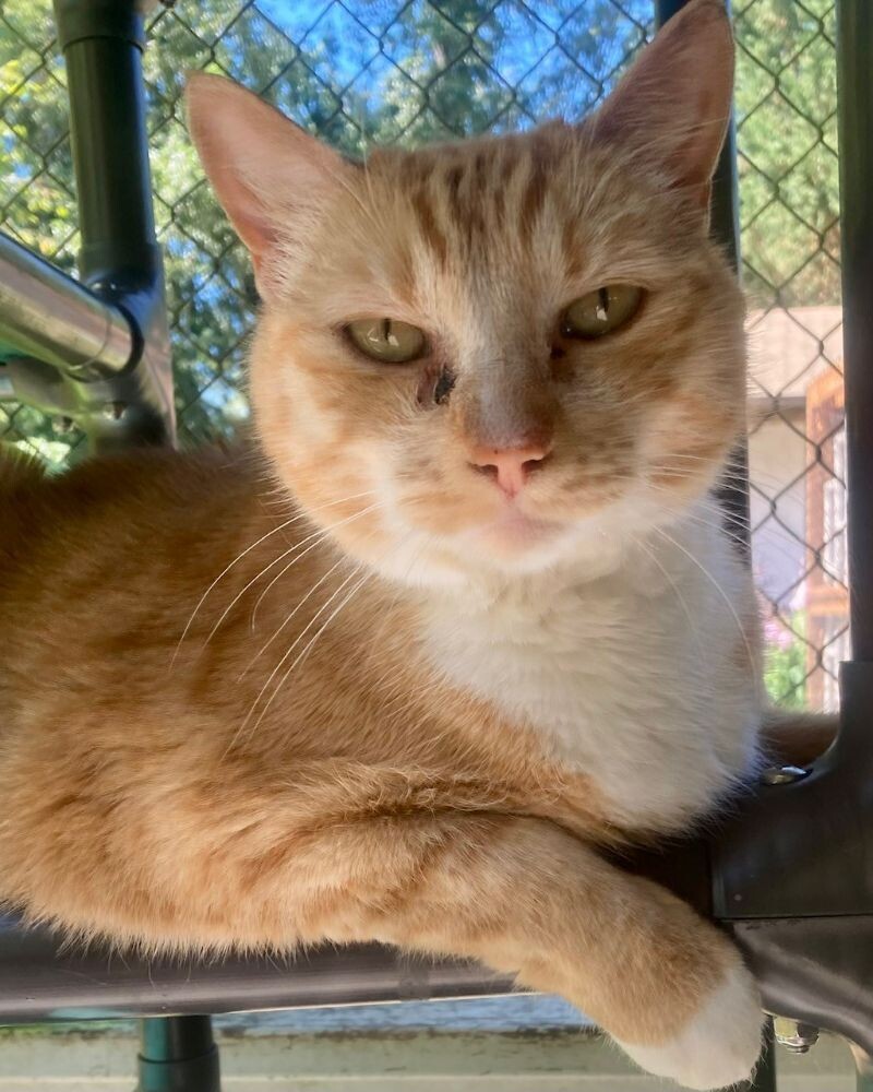 Clawdia, an adoptable Domestic Short Hair in Arlington, WA, 98223 | Photo Image 2