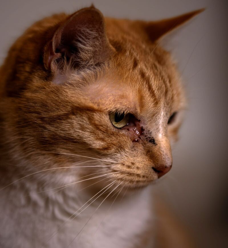 Clawdia, an adoptable Domestic Short Hair in Arlington, WA, 98223 | Photo Image 4