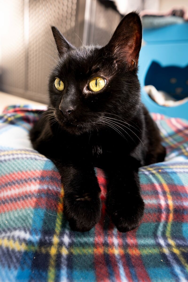 Phoebe, an adoptable Domestic Short Hair in Arlington, WA, 98223 | Photo Image 3