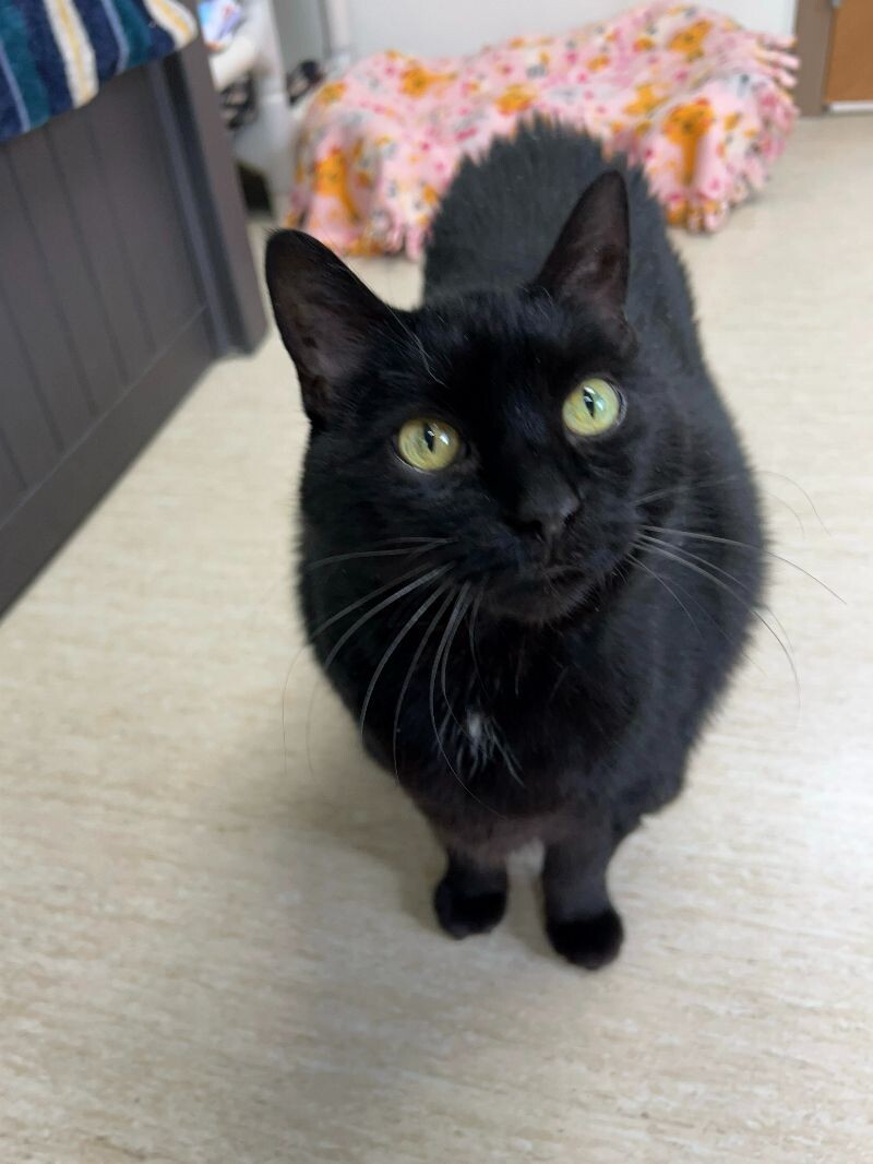 Phoebe, an adoptable Domestic Short Hair in Arlington, WA, 98223 | Photo Image 4