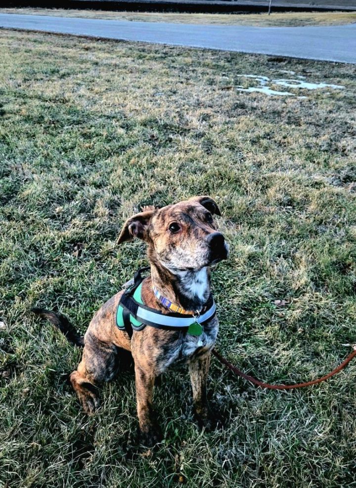 Dog for adoption Freya = In Foster, an Australian Shepherd & Pit Bull