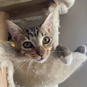 Hina Tabby Cat