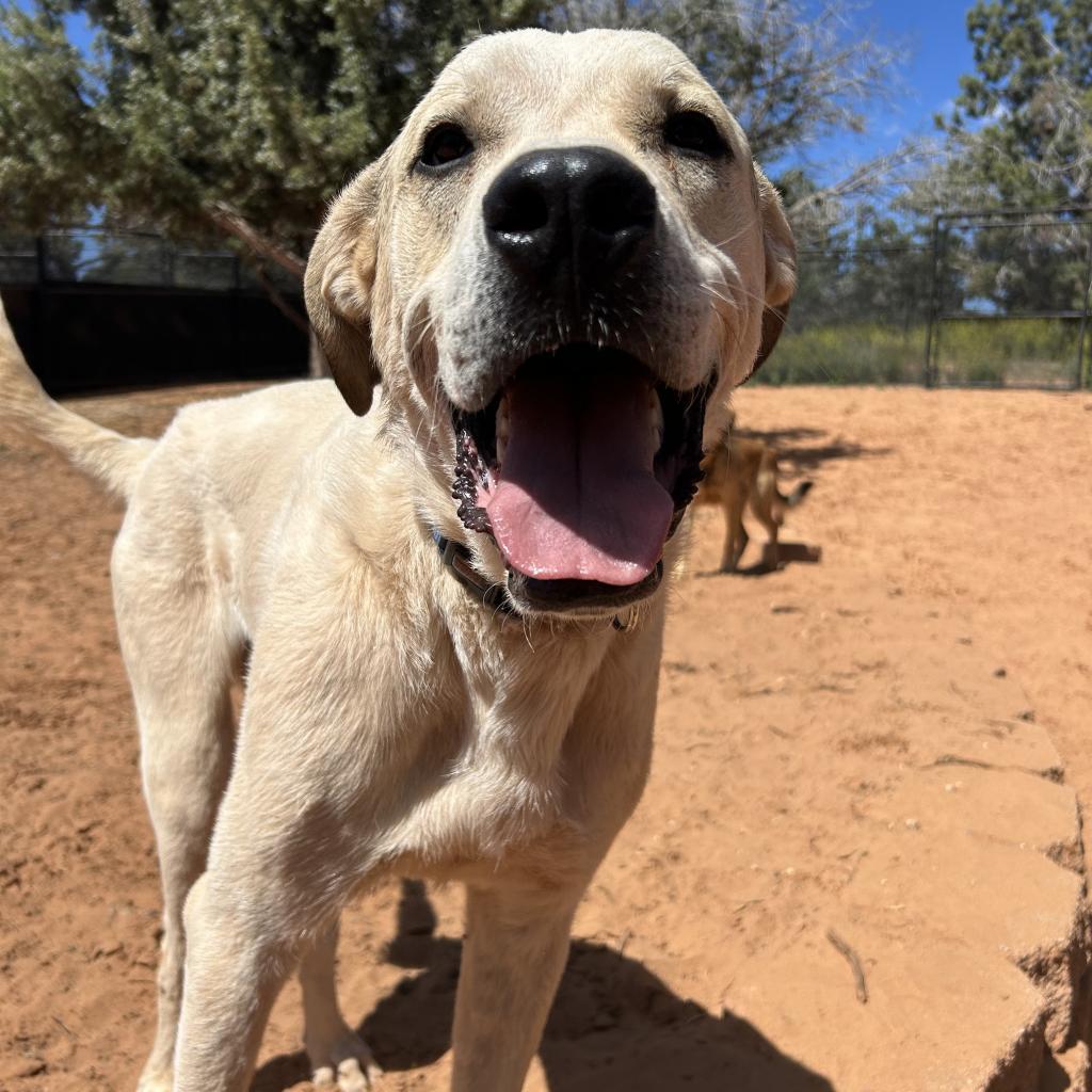 Stewie, an adoptable Great Pyrenees, Pit Bull Terrier in Kanab, UT, 84741 | Photo Image 1
