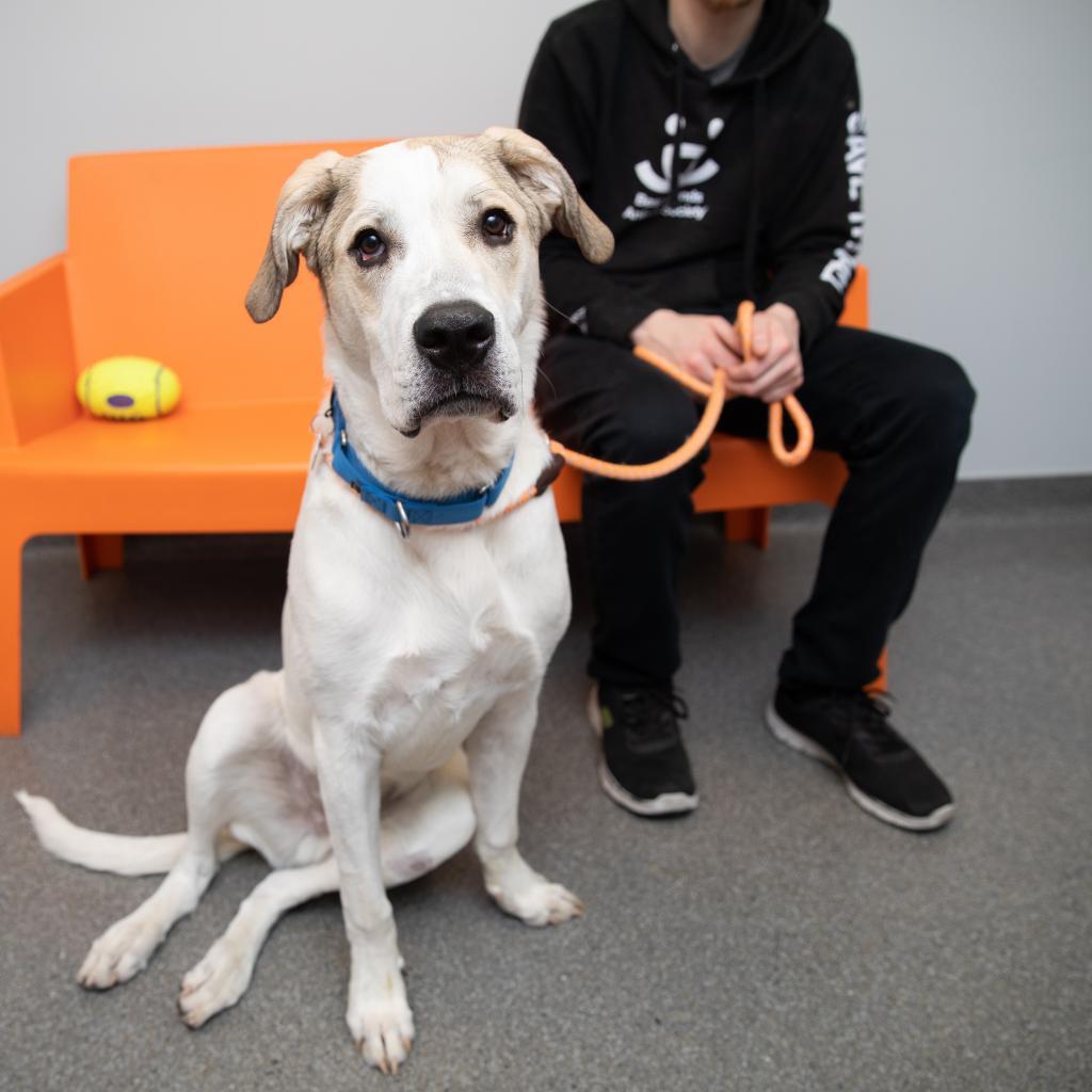 Stewie, an adoptable Great Pyrenees, Pit Bull Terrier in Kanab, UT, 84741 | Photo Image 2