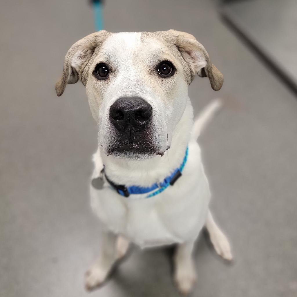 Stewie, an adoptable Great Pyrenees, Pit Bull Terrier in Kanab, UT, 84741 | Photo Image 3