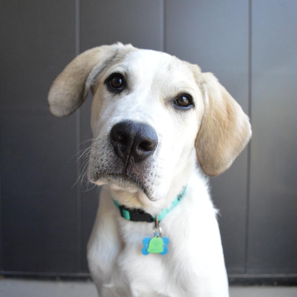 Stewie, an adoptable Great Pyrenees, Pit Bull Terrier in Kanab, UT, 84741 | Photo Image 4