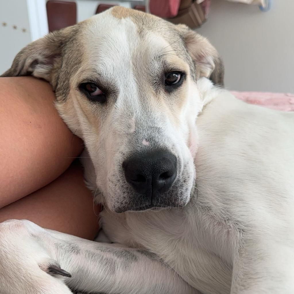 Stewie, an adoptable Great Pyrenees, Pit Bull Terrier in Kanab, UT, 84741 | Photo Image 5