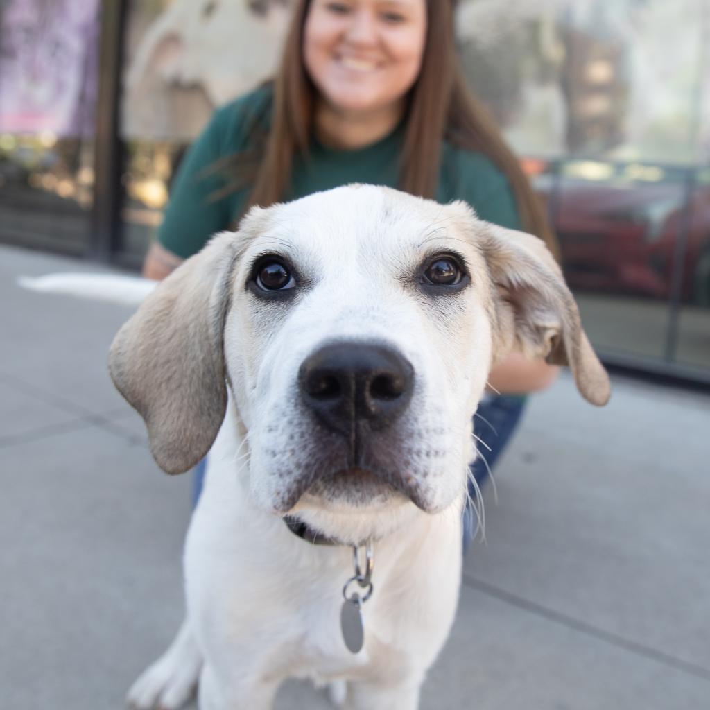 Stewie, an adoptable Great Pyrenees, Pit Bull Terrier in Kanab, UT, 84741 | Photo Image 6