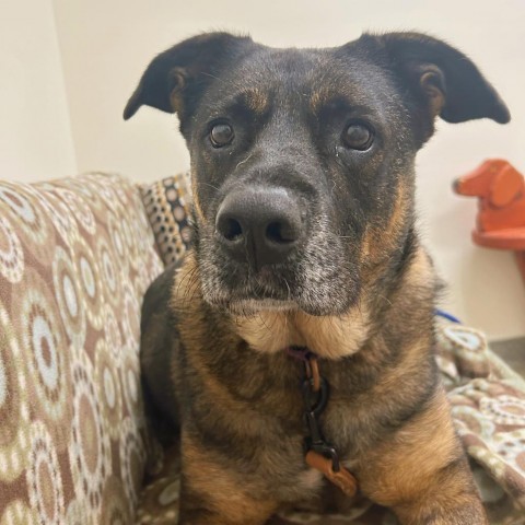 Athena, an adoptable Shepherd, Boxer in Thomaston, ME, 04861 | Photo Image 1