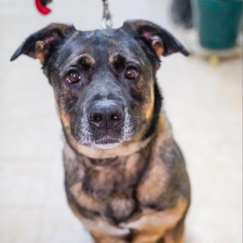 Athena, an adoptable Shepherd, Boxer in Thomaston, ME, 04861 | Photo Image 2