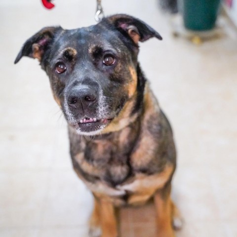 Athena, an adoptable Shepherd, Boxer in Thomaston, ME, 04861 | Photo Image 3