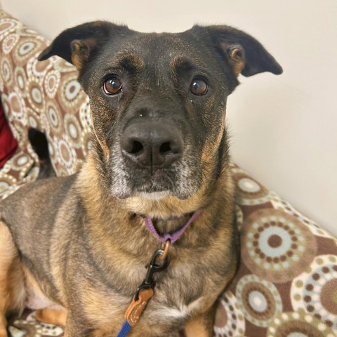 Athena, an adoptable Shepherd, Boxer in Thomaston, ME, 04861 | Photo Image 4