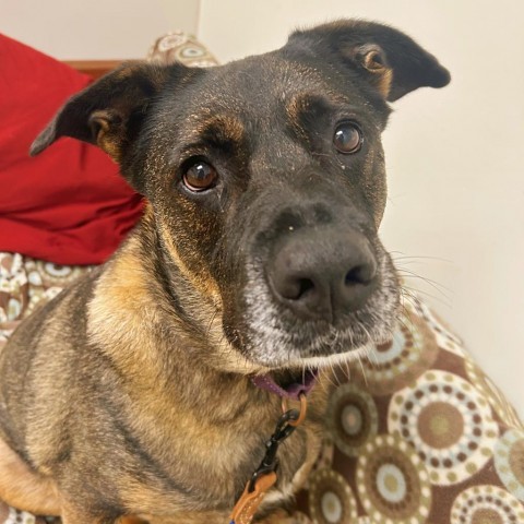 Athena, an adoptable Shepherd, Boxer in Thomaston, ME, 04861 | Photo Image 5