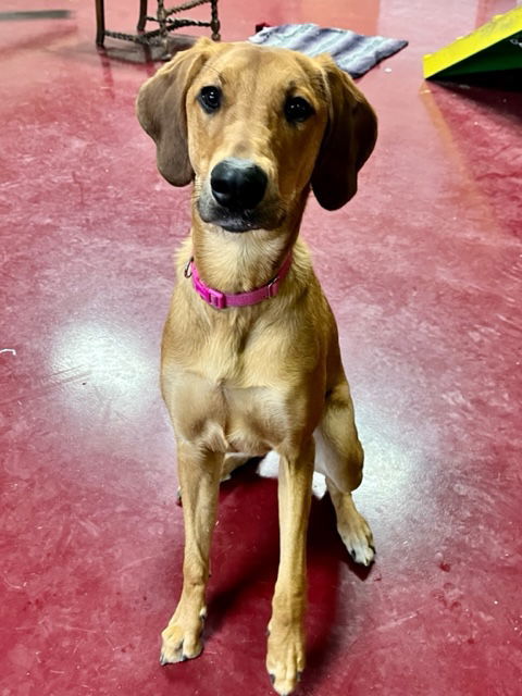 Cannoli, an adoptable Doberman Pinscher, Hound in Webster, WI, 54893 | Photo Image 3