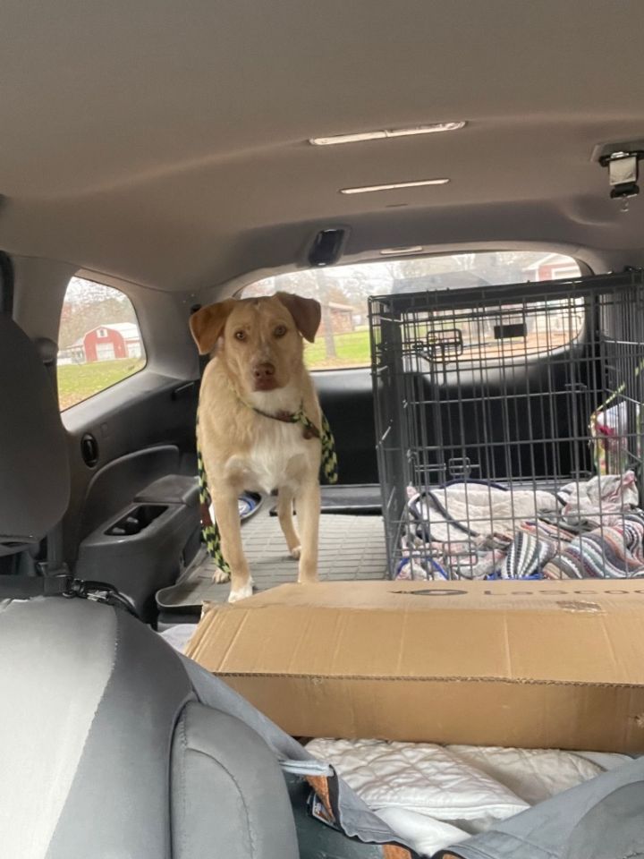Dog for adoption Miller Manning, a Retriever Mix in Warren, RI