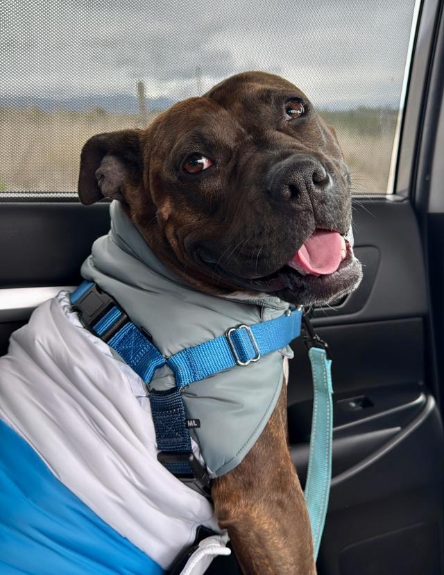 TERRI, an adoptable Pit Bull Terrier, Mixed Breed in Santa Barbara, CA, 93111 | Photo Image 1
