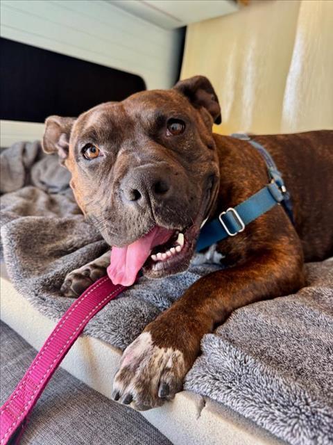 TERRI, an adoptable Pit Bull Terrier, Mixed Breed in Santa Barbara, CA, 93111 | Photo Image 1
