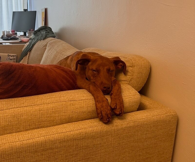 Noelle, an adoptable Pit Bull Terrier, Vizsla in Van Nuys, CA, 91405 | Photo Image 4