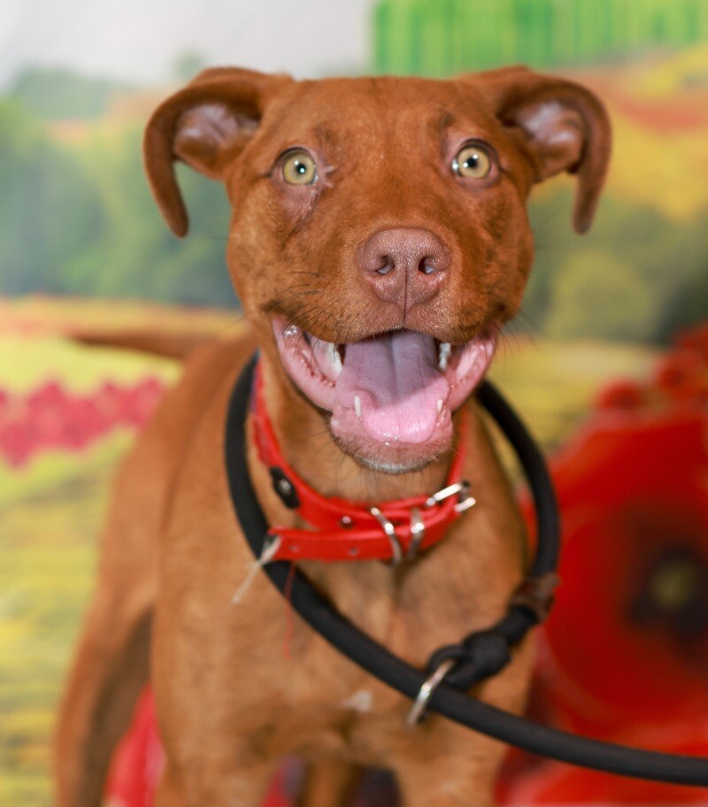 Noelle, an adoptable Pit Bull Terrier, Vizsla in Van Nuys, CA, 91405 | Photo Image 5