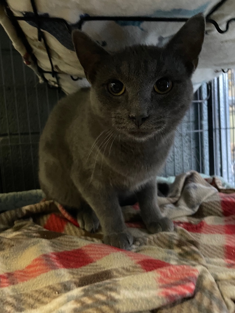 Cat for adoption - Skeleton, a Domestic Short Hair Mix in Erwin, TN