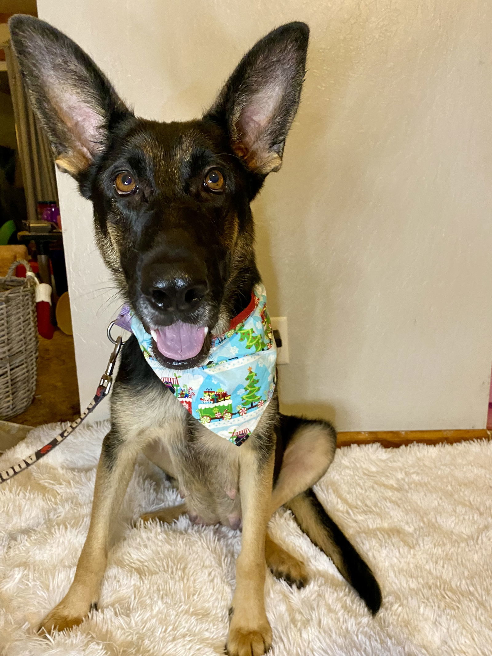 JOURNEY, an adoptable German Shepherd Dog in Chico, CA, 95973 | Photo Image 1