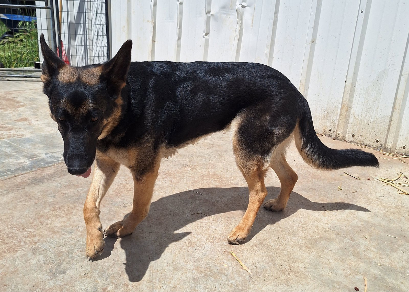 JOURNEY, an adoptable German Shepherd Dog in Chico, CA, 95973 | Photo Image 2