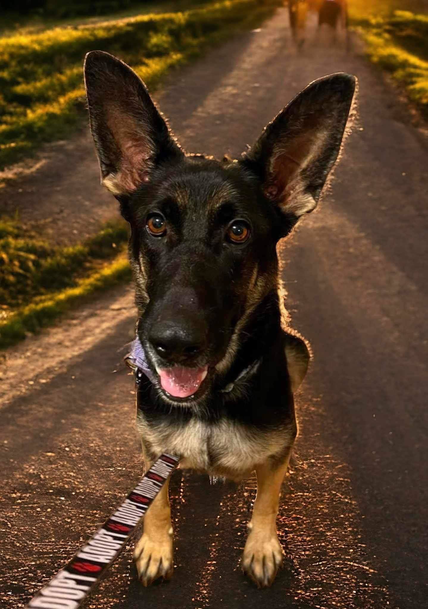 JOURNEY, an adoptable German Shepherd Dog in Chico, CA, 95973 | Photo Image 3