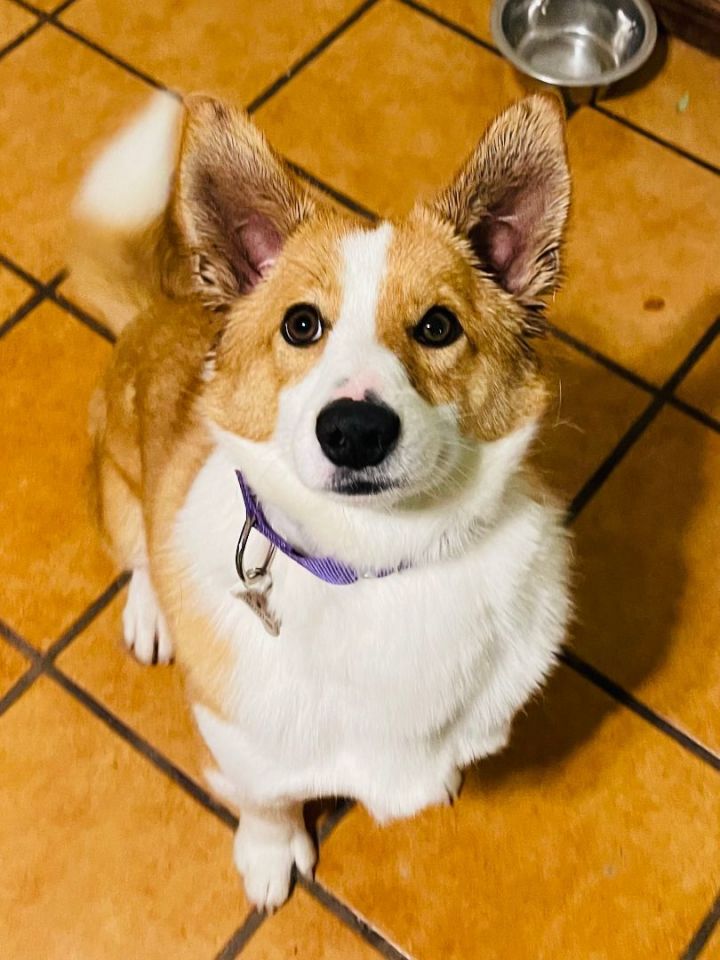 Dog For Adoption - Jelly, A Corgi Mix In Van Nuys, Ca 