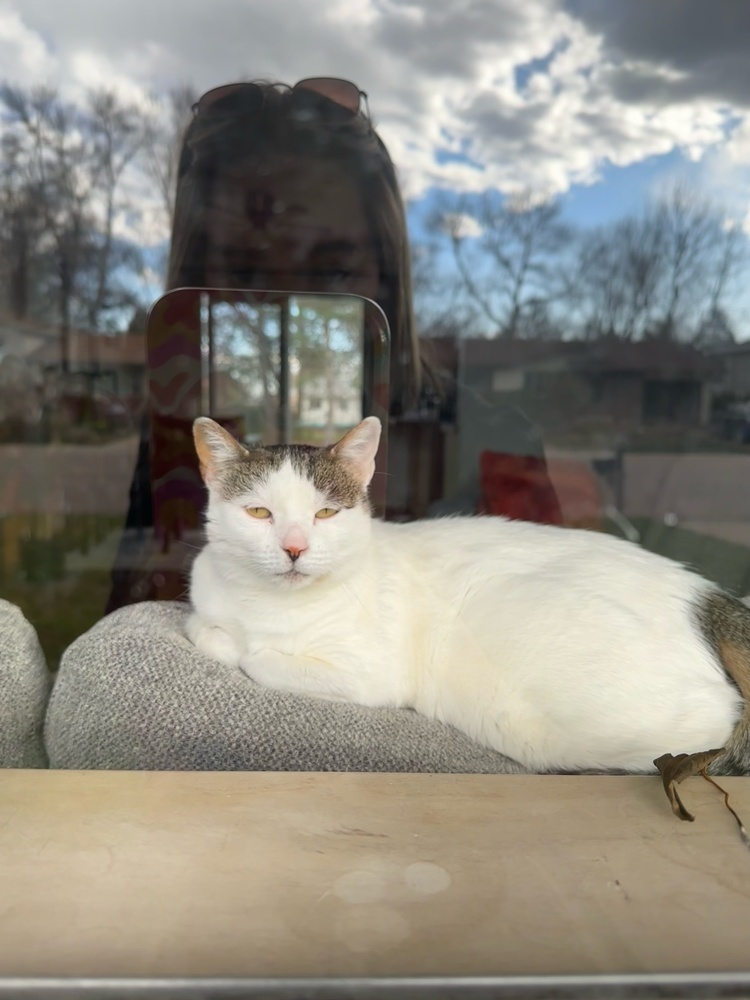 Sunshine, an adoptable Domestic Short Hair in Fort collins, CO, 80526 | Photo Image 1