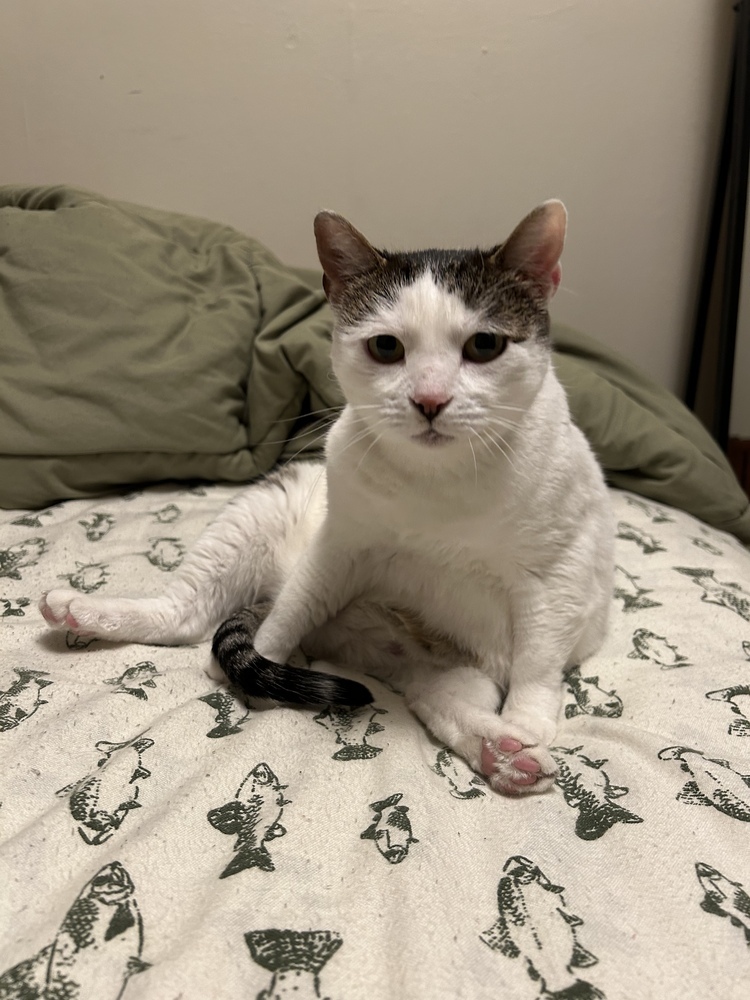 Sunshine, an adoptable Domestic Short Hair in Fort collins, CO, 80526 | Photo Image 2