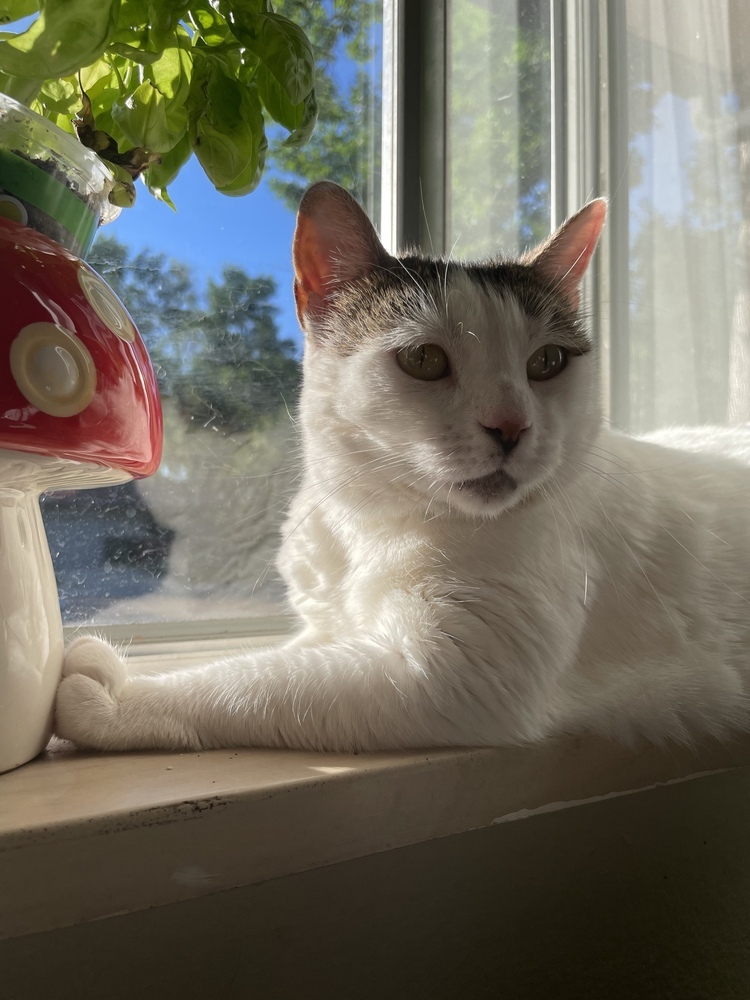 Sunshine, an adoptable Domestic Short Hair in Fort collins, CO, 80526 | Photo Image 5