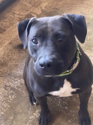 Reese, Adult Female Labrador Retriever