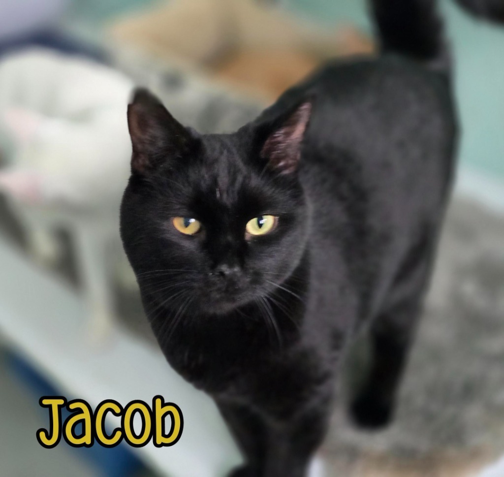 Jacob