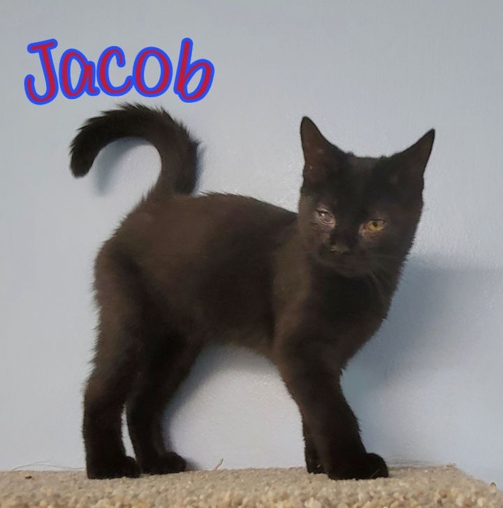 Jacob 2