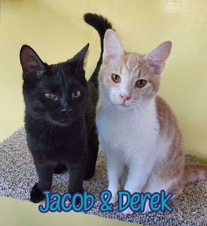 Jacob 3